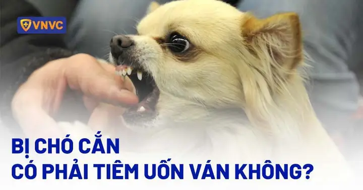 Chó Mèo Có Bị Nhiễm Hiv Không?