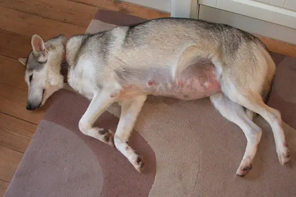 Thời Gian Chó Mang Thai Bao Lâu? Thời Gian Chó Mang Thai Bao Lâu?