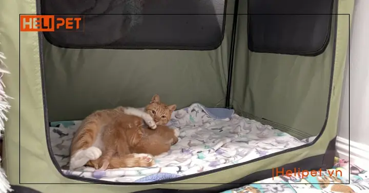 Chuẩn Bị Hộp Đẻ Cho Mèo Chuẩn Bị Hộp Đẻ Cho Mèo