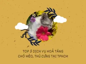 Top 3 Dich Vu Hoa Tang Thu Cung Cho Meo Tai Tphcm Top 3 Dich Vu Hoa Tang Thu Cung Cho Meo Tai Tphcm