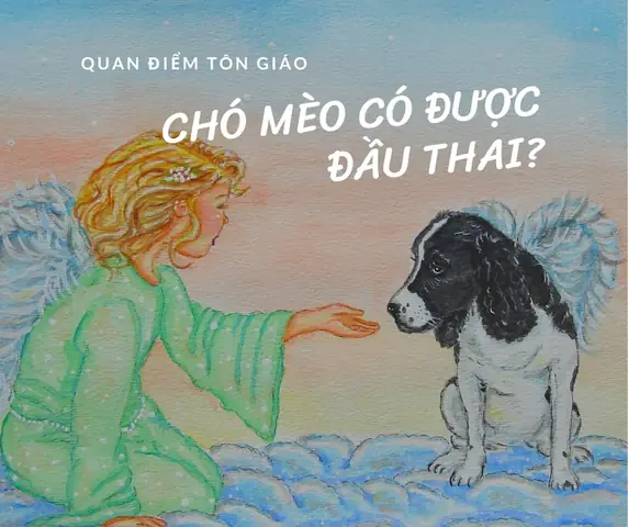 Cho Meo Sau Khi Chet Co Duoc Dau Thai Khong 1 Cho Meo Sau Khi Chet Co Duoc Dau Thai Khong 1
