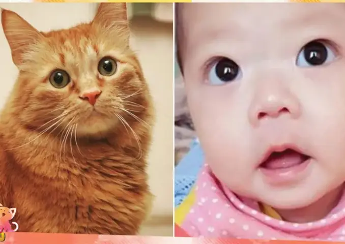 Một Số Câu Chuyện Đầu Thai Của Loài Động Vật Một Số Câu Chuyện Đầu Thai Của Loài Động Vật