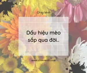 Nhan Biet Nhung Dau Hieu Meo Sap Qua Doi Nhan Biet Nhung Dau Hieu Meo Sap Qua Doi
