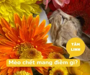 Giai Thich Meo Chet Mang Den Diem Gi Giai Thich Meo Chet Mang Den Diem Gi