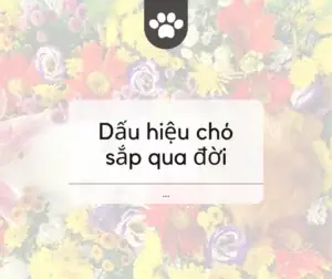 Nhung Dau Hieu Bieu Hien Cho Sap Chet Nhung Dau Hieu Bieu Hien Cho Sap Chet