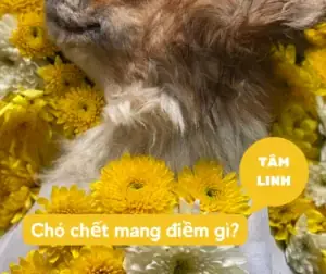 Cho Bi Chet Mang Den Nhung Diem Gi Cho Bi Chet Mang Den Nhung Diem Gi