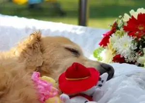 Hoa Tang Xac Thu Nuoi Cho Meo Hoa Tang Xac Thu Nuoi Cho Meo