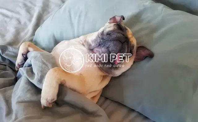 Khi Nào Cần Đưa Chó Đến Bác Sĩ Thú Y? Khi Nào Cần Đưa Chó Đến Bác Sĩ Thú Y?