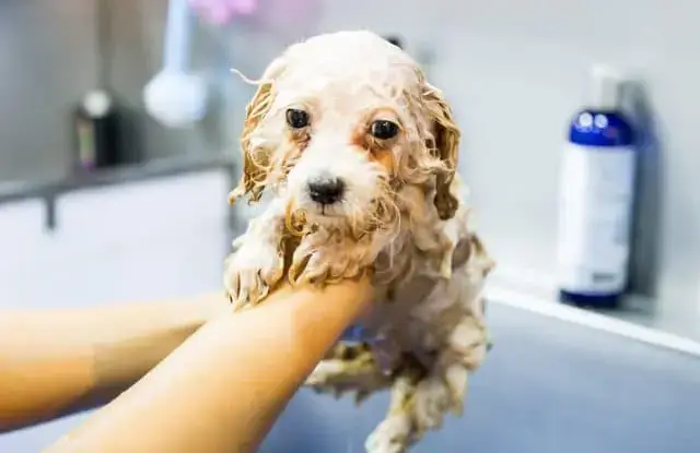 Các Bước Tắm Cho Chó Con Nhanh Và Hiệu Quả