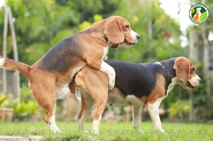 Chó Mới Phối Có Được Tắm Không? Hướng Dẫn Chăm Sóc Toàn Diện Sau Khi Phối Giống