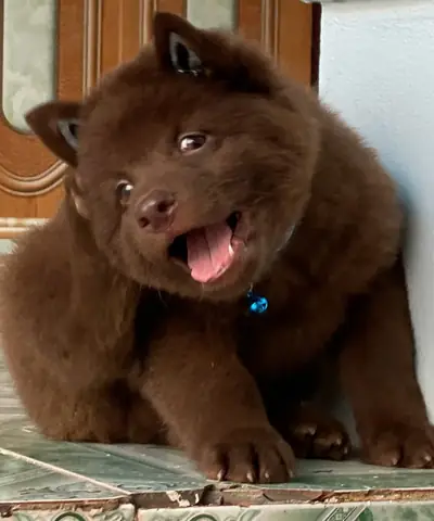 Chó Mông Cộc Đỏ Lửa