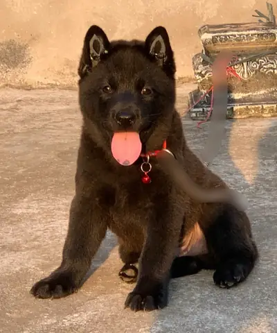 Chó Mông Cộc Màu Đỏ