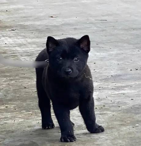 Chó Mông Cộc Màu Đỏ