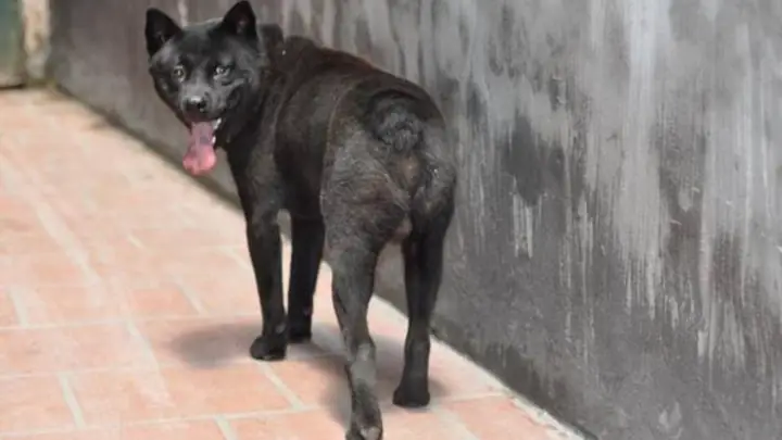 1nguồn Gốc Của Chó Mông Cộc