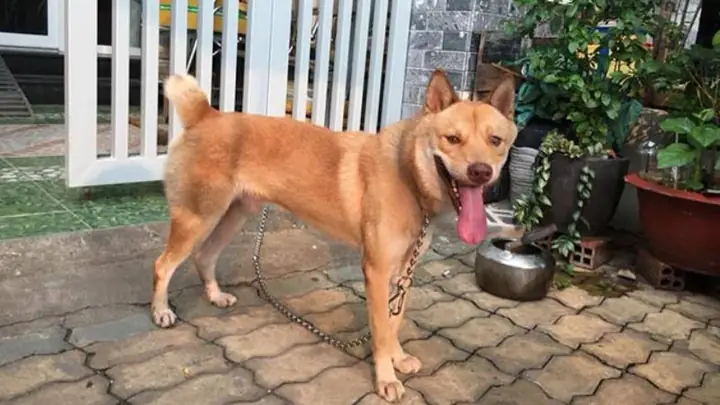 2đặc Điểm Của Chó Mông Cộc