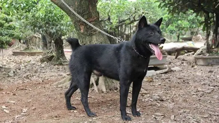 2đặc Điểm Của Chó Mông Cộc