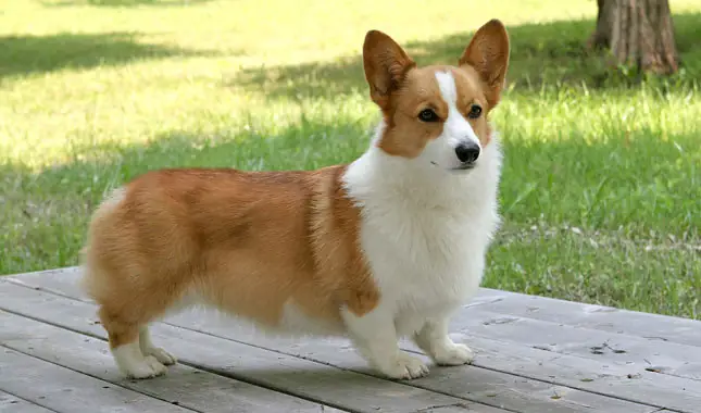 Pembroke-welsh-corgi8 Pembroke-welsh-corgi8