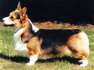 Redhead_tri Redhead_tri