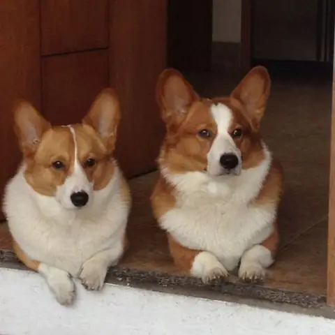 44f4553bc0c35dcb3dee1e775926bd50 44f4553bc0c35dcb3dee1e775926bd50