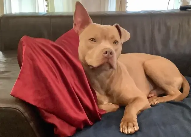 Chó Mũi Đỏ Thì Sao? Giải Mã Đặc Điểm & Giống Chó Có Mũi Đỏ Chó Mũi Đỏ Thì Sao? Giải Mã Đặc Điểm & Giống Chó Có Mũi Đỏ