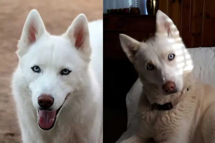 Chó Mũi Đỏ Thì Sao? Giải Mã Đặc Điểm & Giống Chó Có Mũi Đỏ Chó Mũi Đỏ Thì Sao? Giải Mã Đặc Điểm & Giống Chó Có Mũi Đỏ