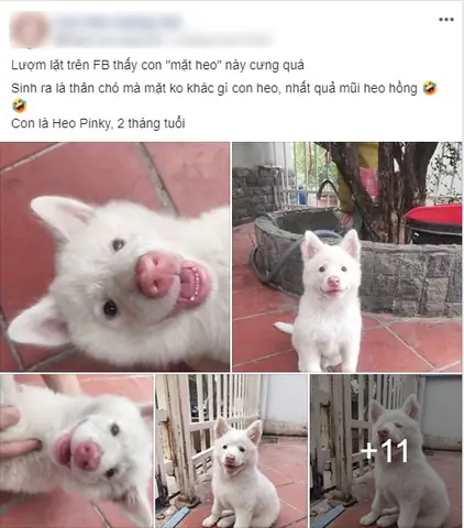 Chó Mũi Hồng Là Chó Gì? Tìm Hiểu Về Những Chú Chó Có Mũi Màu Hồng Đáng Yêu