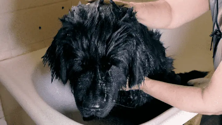 Chăm Sóc Bộ Lông: Chăm Sóc Bộ Lông: