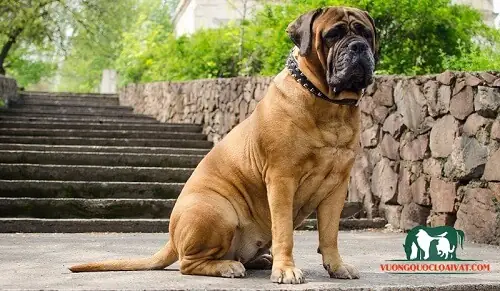 Tìm Hiểu Chung Về Nguồn Gốc Xuất Xứ