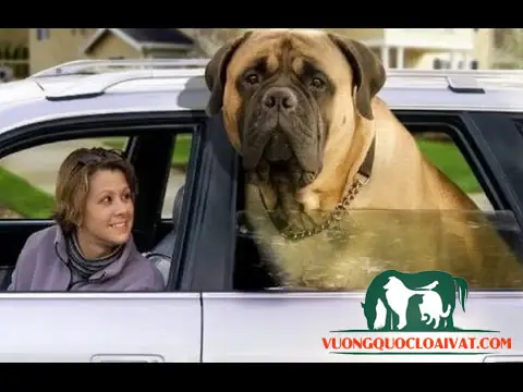 Đặc Trưng Về Tính Cách