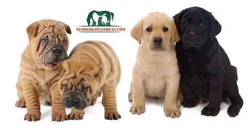 Giá Chó Ngao Anh Bao Nhiêu