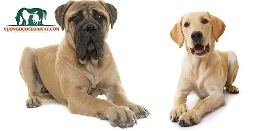 Những Đặc Điểm Nhận Biết Chó Ngao Anh