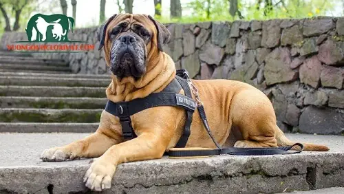 Đặc Điểm Ngoại Hình