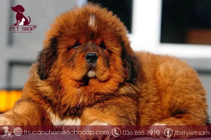 Chó Ngao Con Giá Bao Nhiêu? Bảng Giá Mới Nhất Và Kinh Nghiệm Mua Chó Ngao Con Giá Bao Nhiêu? Bảng Giá Mới Nhất Và Kinh Nghiệm Mua