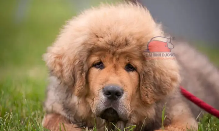 Chó Ngao Tây Tạng Bao Nhiêu Tiền? Chó Ngao Tây Tạng Bao Nhiêu Tiền?