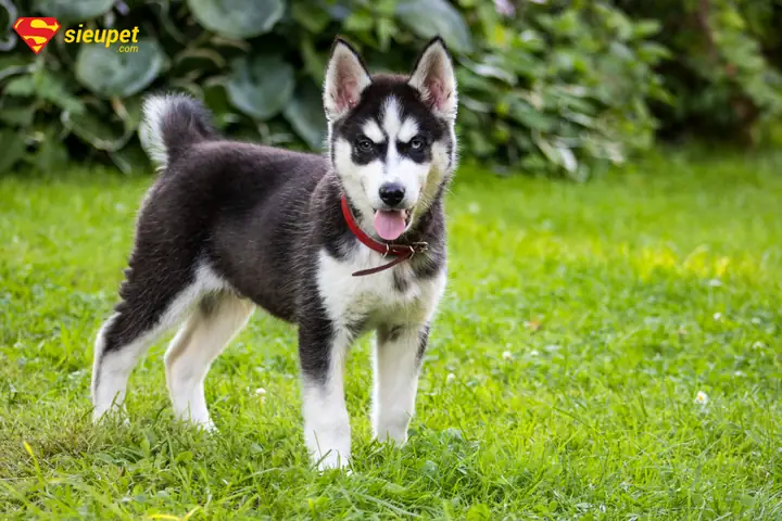 Chó Husky Ngáo Bao Nhiêu Tiền?