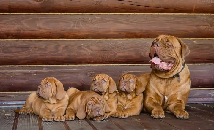 Ngao Pháp (french Mastiff, Dogue De Bordeaux) Giống Chó Ngao Mặt Nhăn