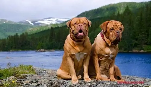 Nguồn Gốc Xuất Xứ Của Chó Ngao Pháp