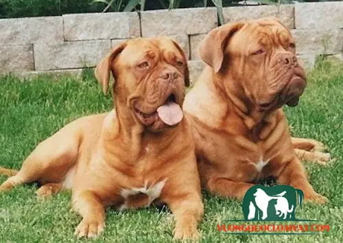 Nguồn Gốc Xuất Xứ Của Chó Ngao Pháp