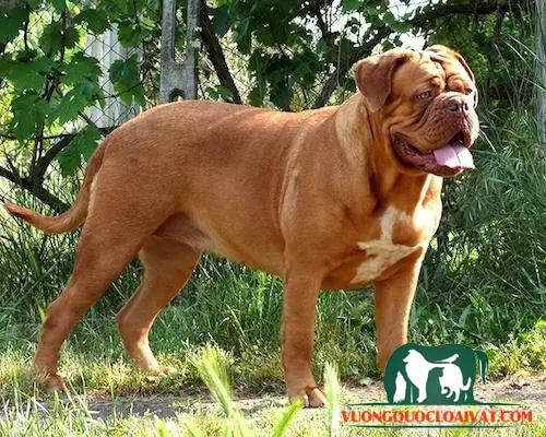 Những Nét Chung Về Màu Lông Và Ngoại Hình