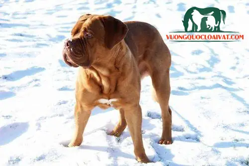 Chó Ngao Pháp Có Tính Cách Như Thế Nào?