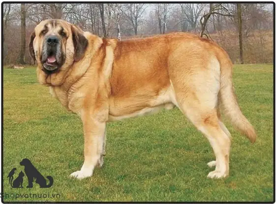Tính Cách Của Giống Chó Mastiff Tây Ban Nha