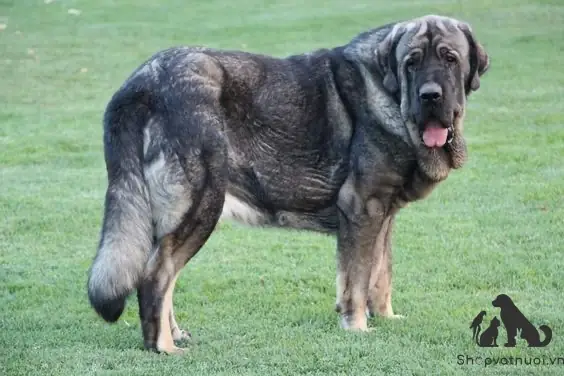 Chó Mastiff Tây Ban Nha Là Một Giống Chó Cổ Xưa Có Tổ Tiên Lên Đến Hơn 2.000 Năm Trước Ở Bán Đảo Iberia. Nguồn Gốc Chính Xác Của Chúng Vẫn Chưa Được Biết. Tuy Nhiên, Vai Trò Chính Của Chúng Là Bảo Vệ Gia Súc Khỏi Sói Và Các Mối Đe Dọa Khác.