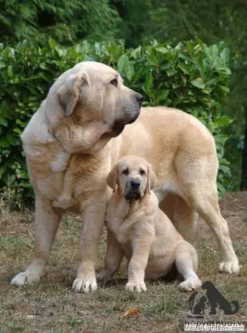 Cách Chăm Sóc Chó Mastiff Tây Ban Nha