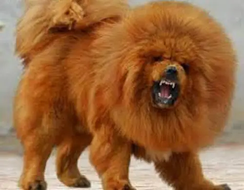 Giằng Con Khỏi Miệng Chó Ngao Tây Tạng, Con Mất, Mẹ Bị Thương - Ảnh 1.