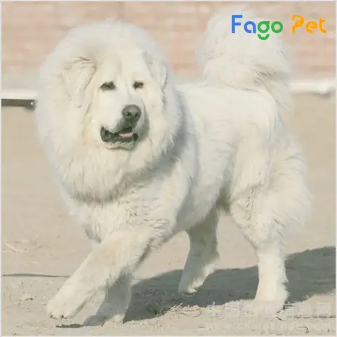 Ưu Điểm Khi Lựa Chọn Mua Chó Ngao Tây Tạng Trắng Tại Fago Pet Ưu Điểm Khi Lựa Chọn Mua Chó Ngao Tây Tạng Trắng Tại Fago Pet