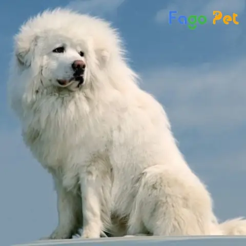 Giới Thiệu Về Ngoại Hình Giống Chó Ngao Tây Tạng Trắng Giới Thiệu Về Ngoại Hình Giống Chó Ngao Tây Tạng Trắng