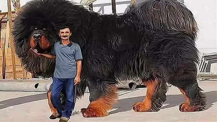 Chó Ngao Tây Tạng Tiếng Anh Là Gì? Tên Gọi, Đặc Điểm Và Chăm Sóc Toàn Diện