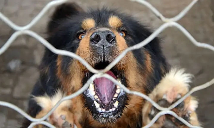 Tính Cách Và Hành Vi