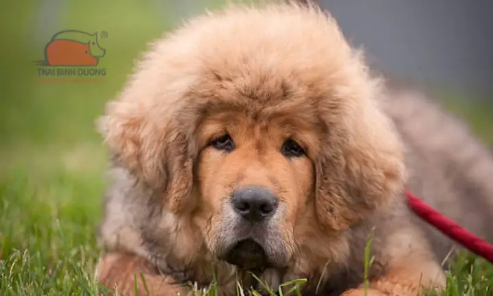 Nguồn Gốc Chó Ngao Tây Tạng