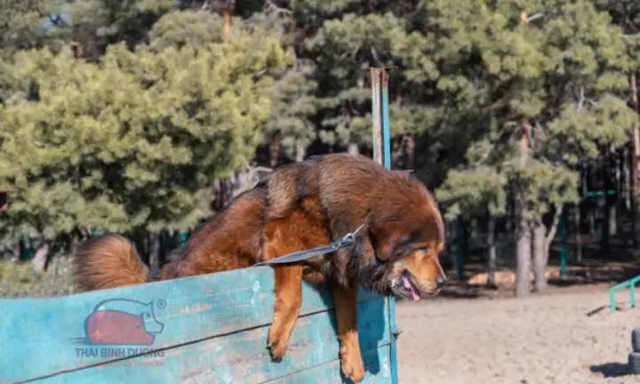 Chăm Sóc Và Vệ Sinh